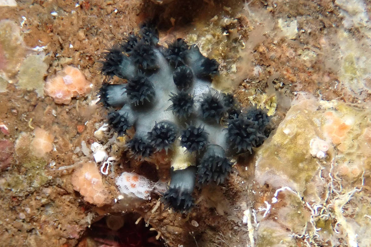 Coral das Galápagos reaparece após 25 anos de desaparecimento nas ilhas Coral da espécie Rhizopsammia wellingtoni, redescoberto por cientistas em Galápagos, no Equador (Foto: Billy Bensted-Smith/CDF)
