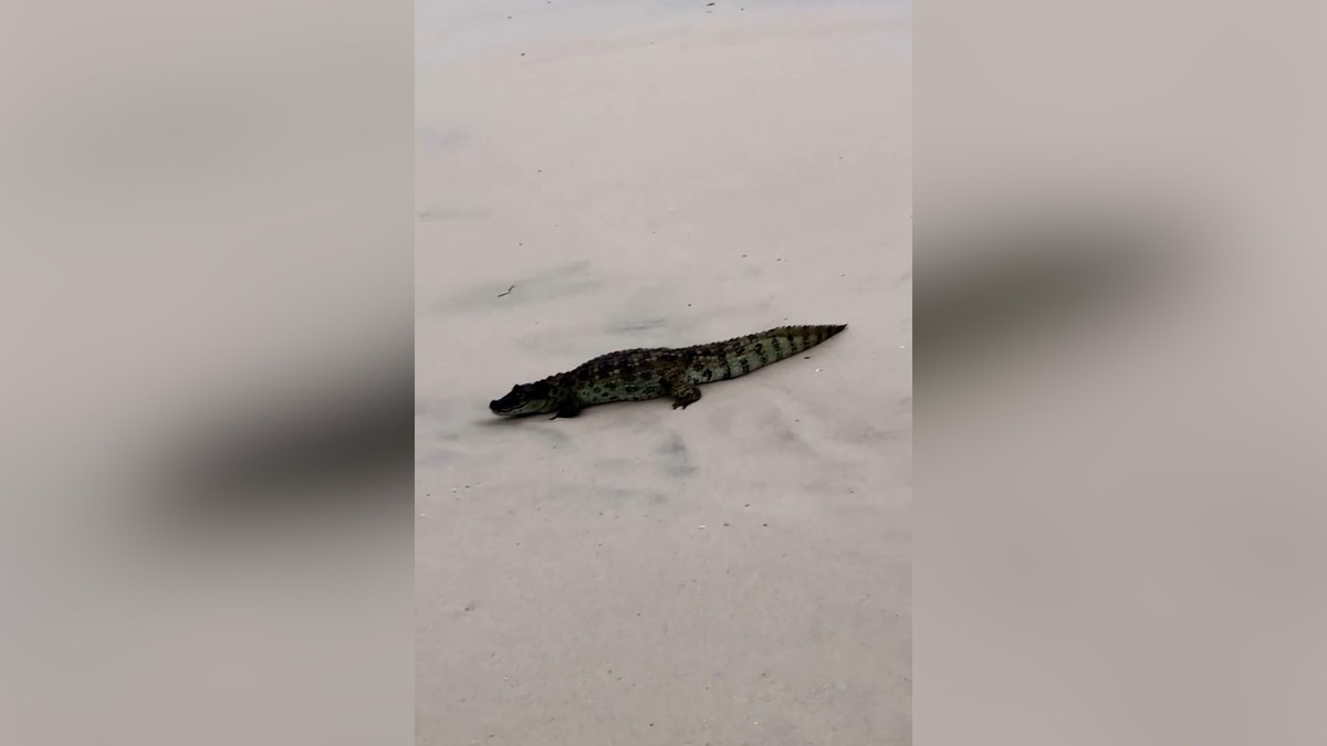 Filhote de jacaré é flagrado na Praia da Macumba em vídeo impressionante Filhote de jacaré é visto na Praia da Macumba (Foto: Reprodução/Resenha das Ondas)
