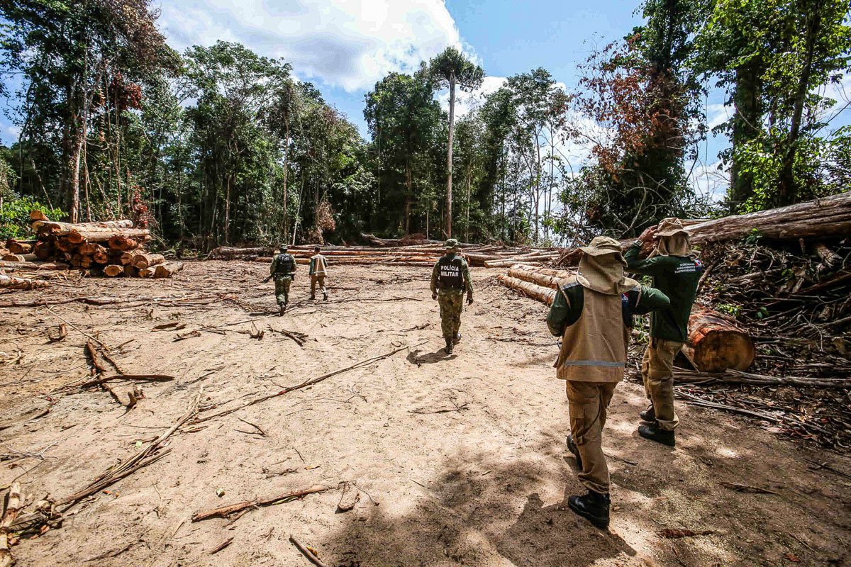 Projetos de carbono na Amazônia: 67% envolvem infratores ambientais multados. (Foto: Alex Ribeiro/Ag.Pará/Divulgação)