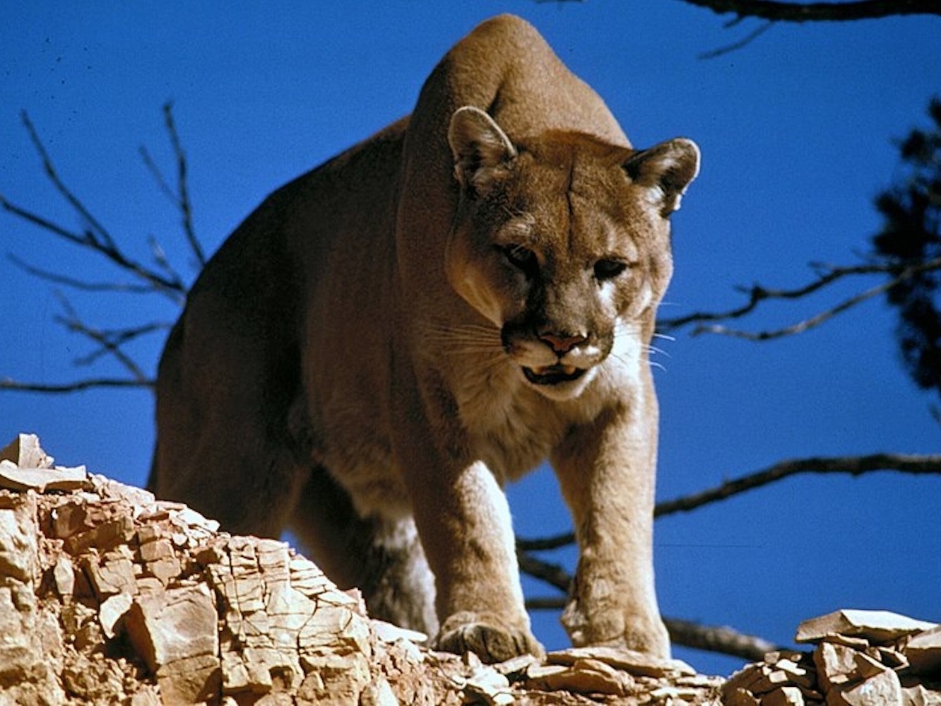 Onça-parda, também conhecida como puma concolor, chega a medir até 155 centímetros de comprimento, sem a cauda, e pode pesar até 72 quilos. (Foto: Reprodução/Wikipedia)