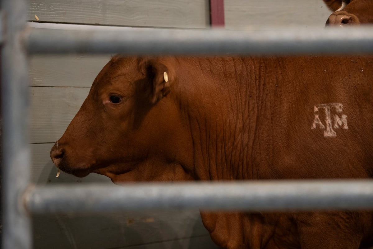Estados Unidos fecha fronteira novamente para gado mexicano devido a praga agrícola Ganhado em Texas, em março de 2025. (Foto: Meredith Seaver/AP)