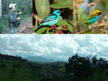Pesquisa aponta que 21% da riqueza de espécies de aves, incluindo ameaçadas e endêmicas, foi encontrada exclusivamente em manchas florestais não queimadas (Foto: Unifal-UFSCar-Unesp/divulgação)