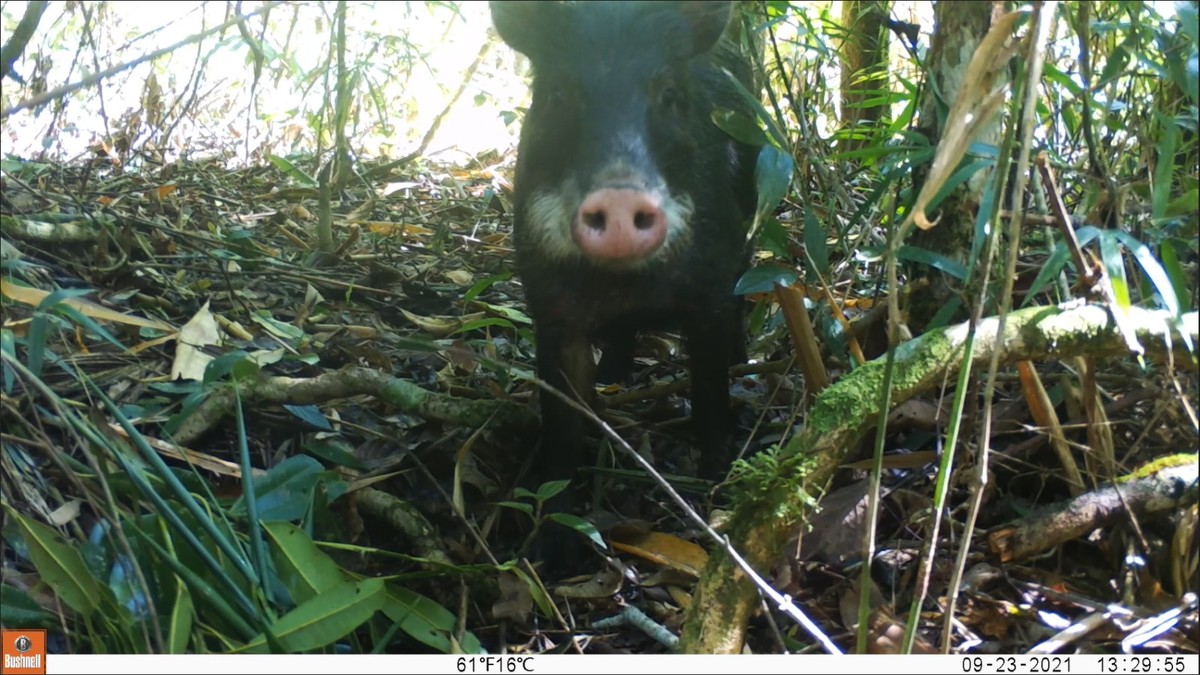 Queixada, porco selvagem nativo das florestas tropicais da América Latina (Foto: Reprodução)