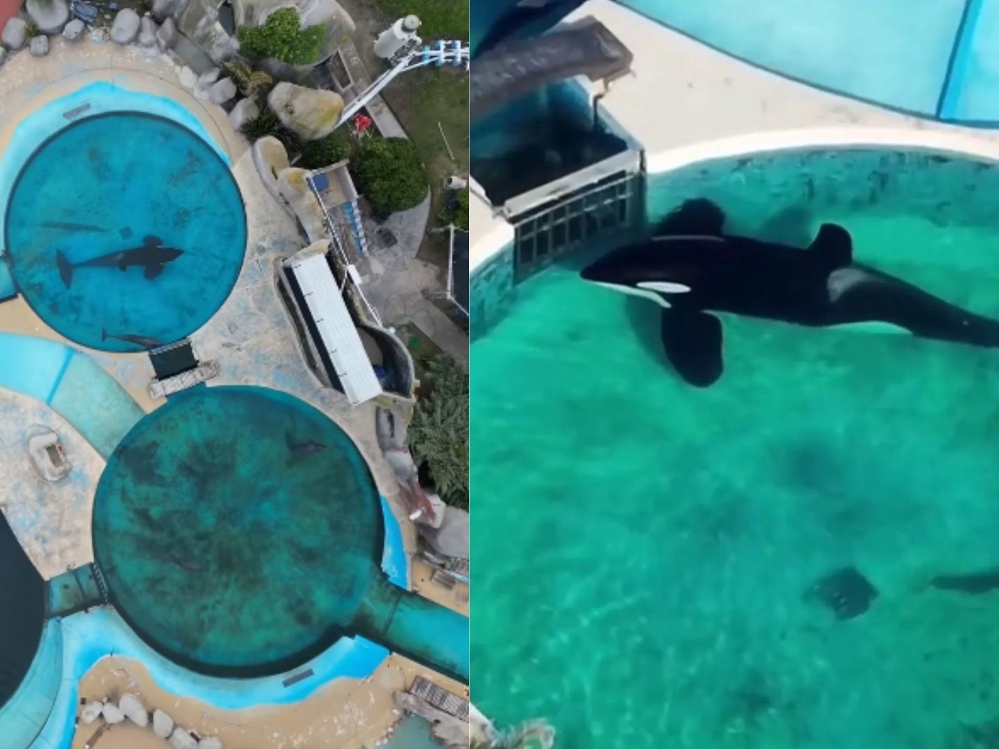 Orca solitária vive em tanque na Argentina há 32 anos e clama por liberdade Kshamenk, a orca que vive isolada em parque argentino desde 1992 (Foto: Divulgação/SWNS e Urgente Seas)