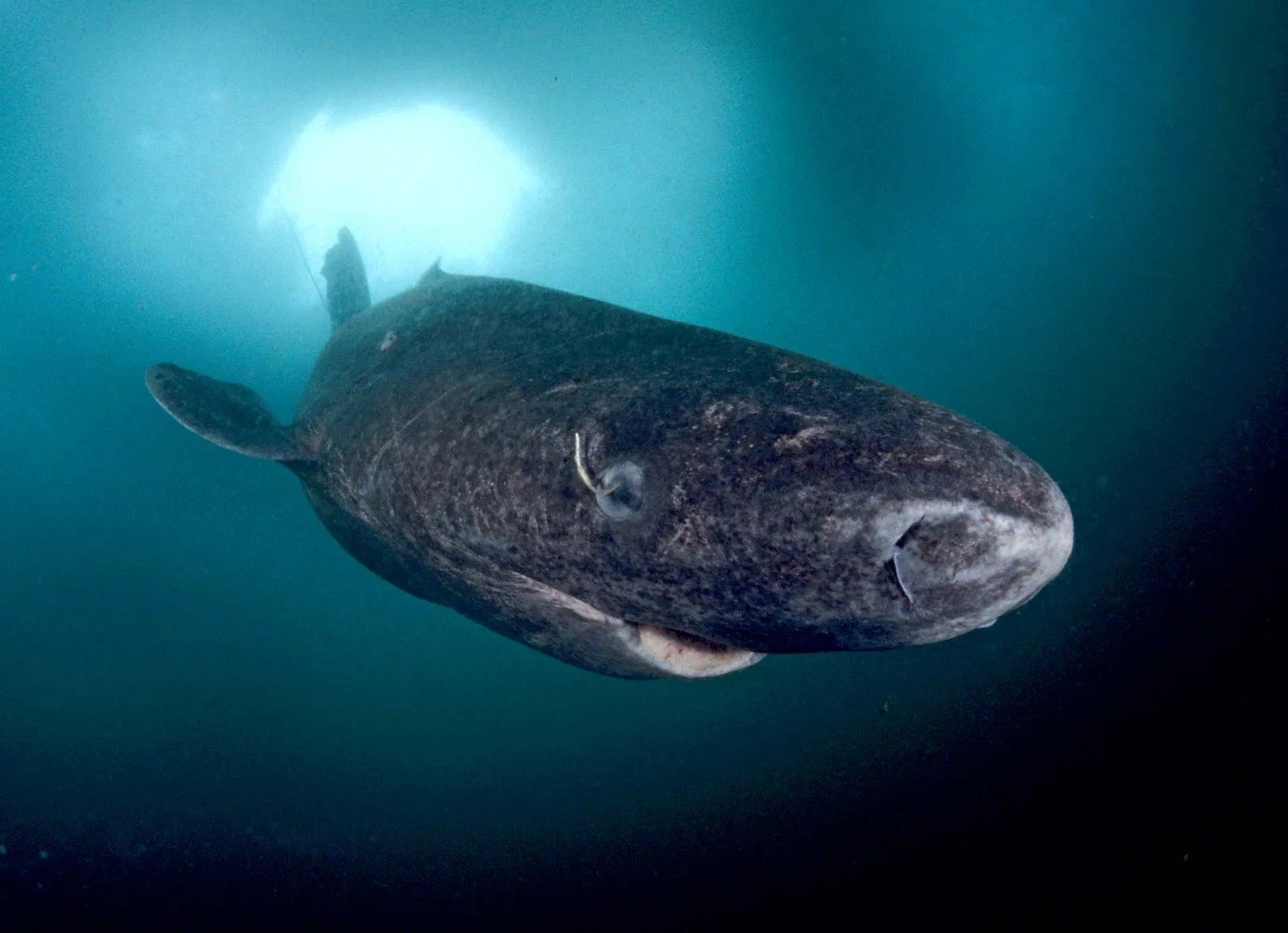 Animais marinhos podem ajudar a prever furacões e fenômenos naturais Tubarão-da-Groenlândia vive 400 anos e explicação está no DNA do animal. (Foto: The Shark Museum)