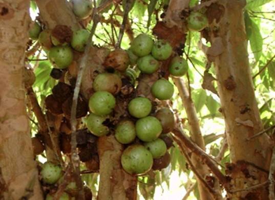 Jabuticaba-branca: fruta rara é endêmica da Mata Atlântica (Foto: Reprodução)