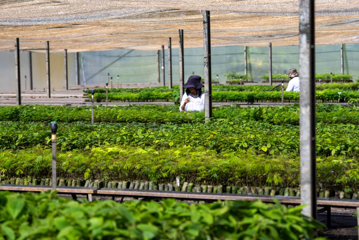 Viveiro de Anauá em Teixeira de Freitas (BA) da Biomas (Foto: Divulgação/Biomas)