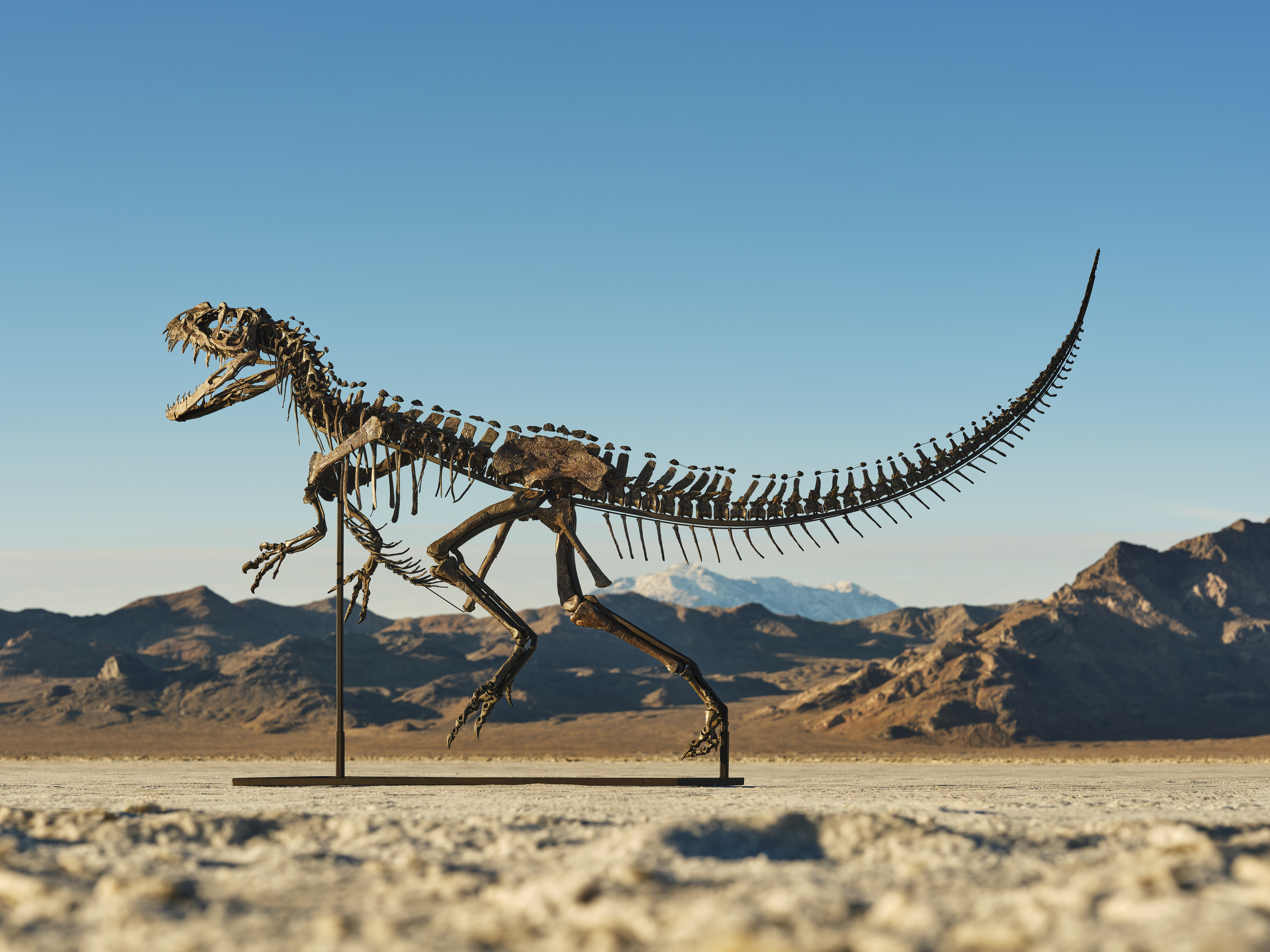 Fóssil de dinossauro ceratossauro juvenil é leiloado por R$ 30,5 milhões A estimativa mais alta para o esqueleto montado era de $6 milhões. (Foto: Matthew Sherman. Cortesia de Sotheby's.)