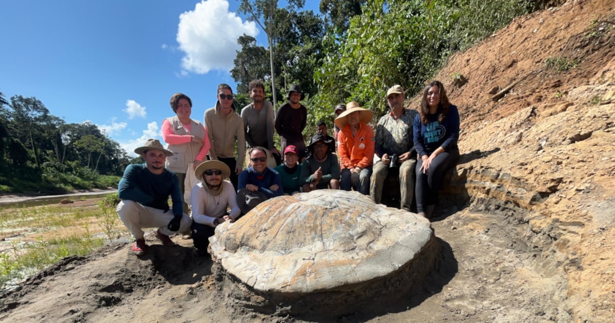 Tartaruga-gigante da Amazônia revela segredos sobre sua vida e habitat Cientistas e equipe de apoio em volta da carapaça da Stupendemys geographicus. (Foto: Ufac/USP/Unicamp)