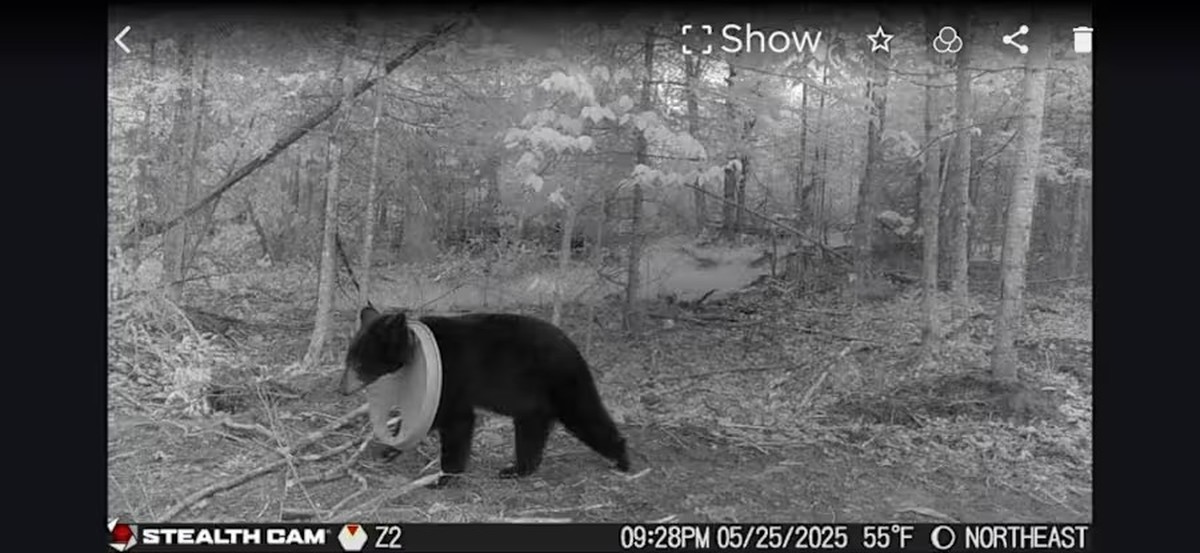 Urso é resgatado após dois anos com tampa de plástico presa ao pescoço Urso é libertado após passar dois anos com tampa de plástico presa no pescoço (Foto: Reprodução)
