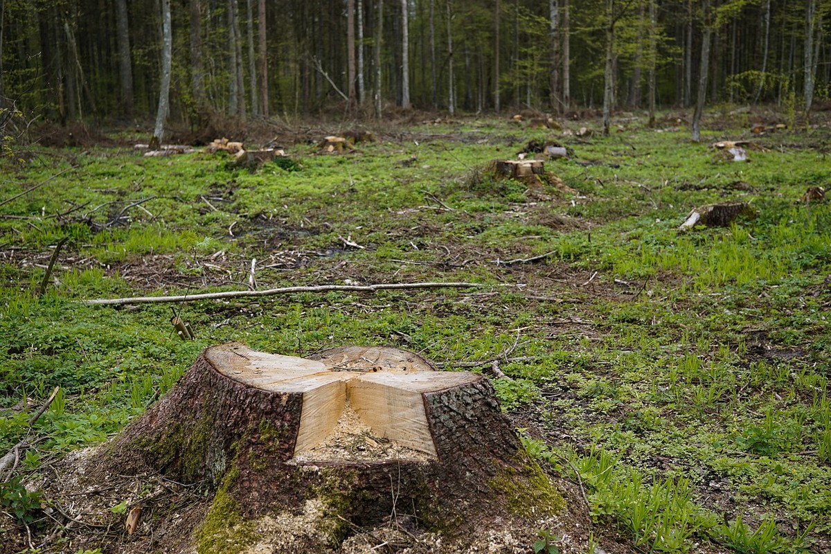 STF pode questionar pontos polêmicos do PL da devastação ambiental LAC para projetos de médio porte deve ser alvo de questionamento — Foto: Pixabay