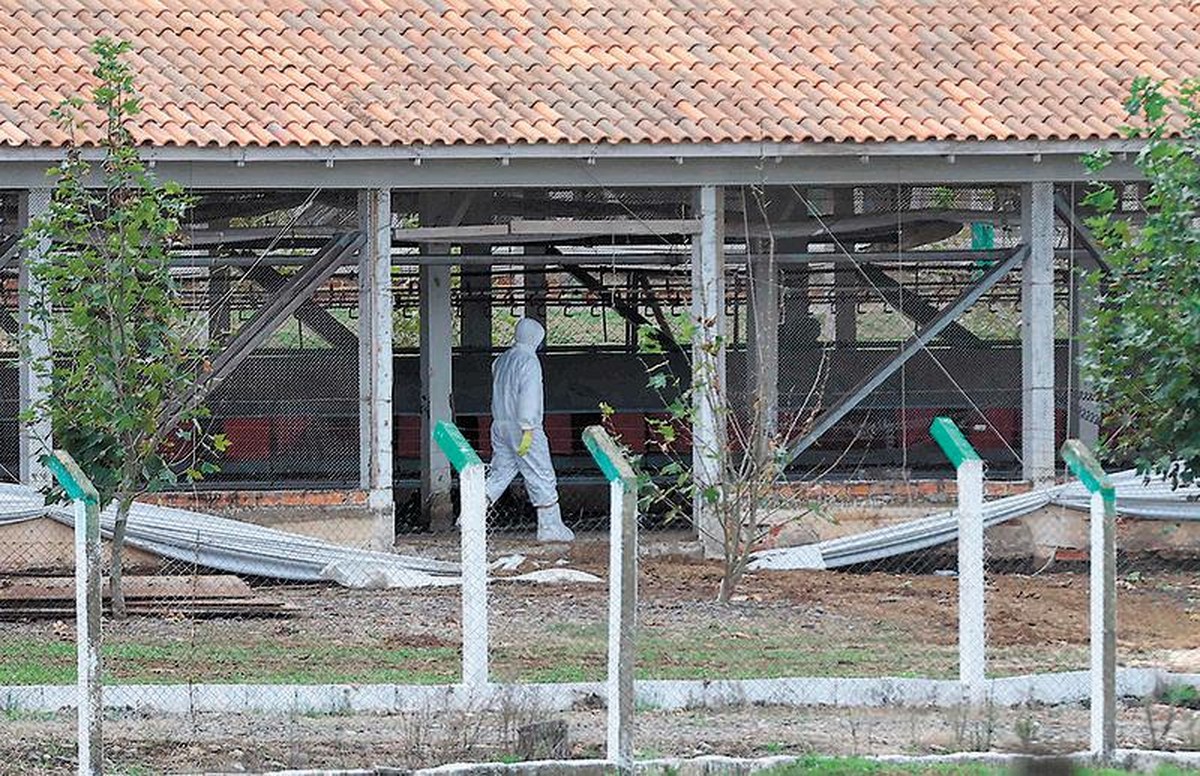 Foto:Reprodução
