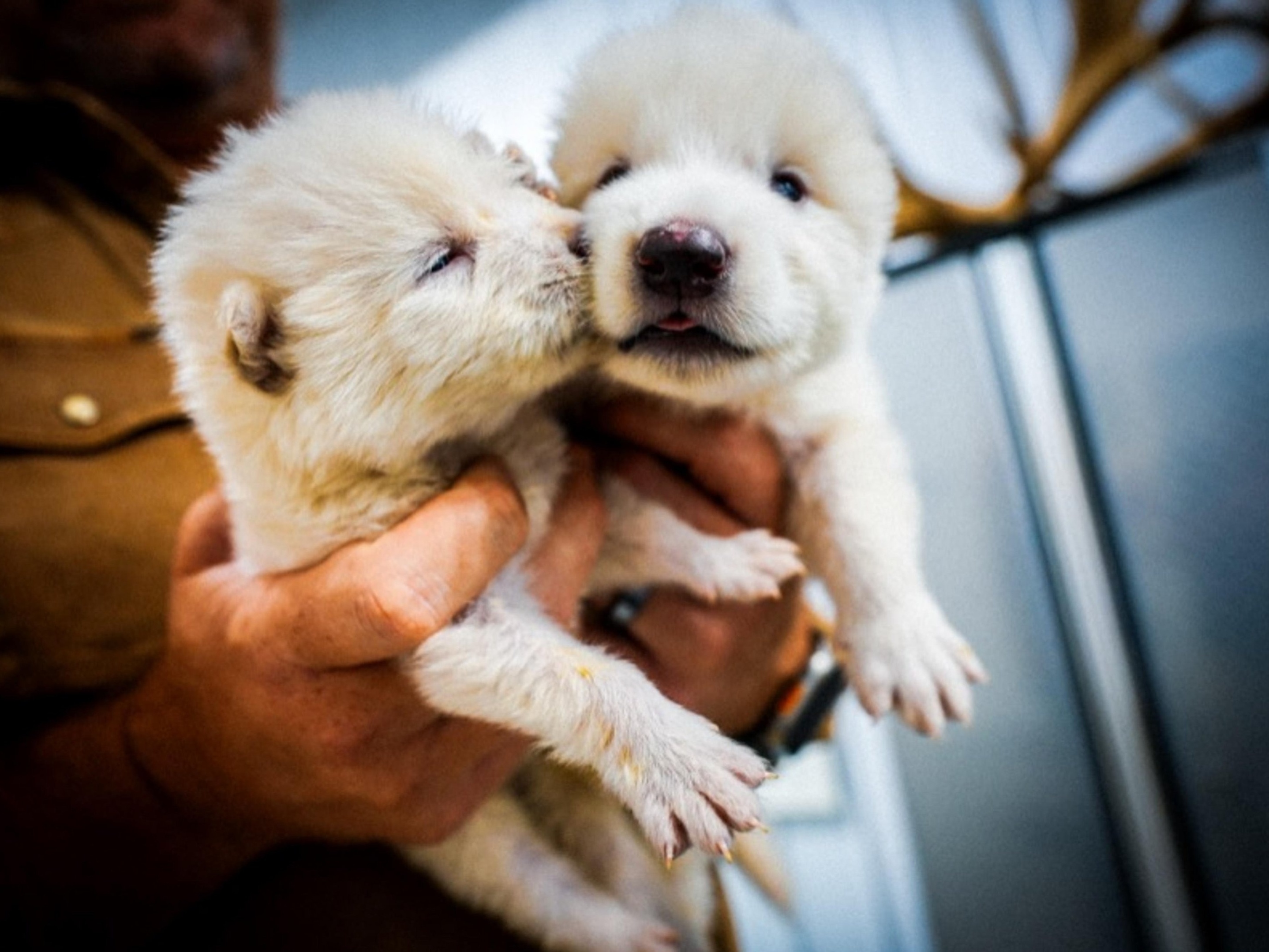 Lobos desextintos se desenvolvem e empresa revela novidades sobre eles Lobo-terrível foi 'desextinto' por startup - anúncio foi feito em abril de 2025 (Foto: Reprodução)