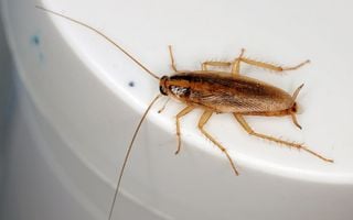 Baratas em casa indicam problemas de higiene e saúde, alerta a ciência Foto: Reprodução