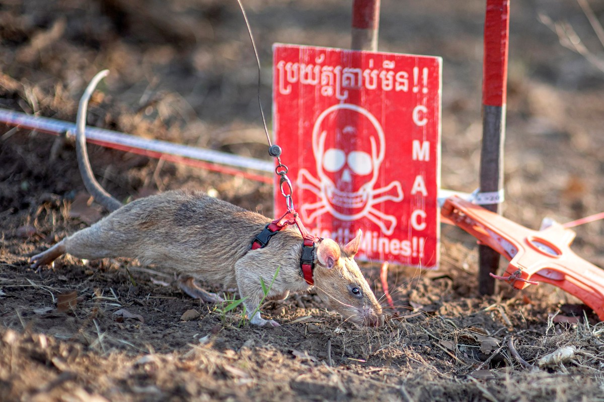 Finlândia se retira de tratado de minas terrestres em resposta à ameaça russa Rato Ronin farejando minas terrestres em um campo na província de Preah Vihear (Foto: APOPO / AFP)