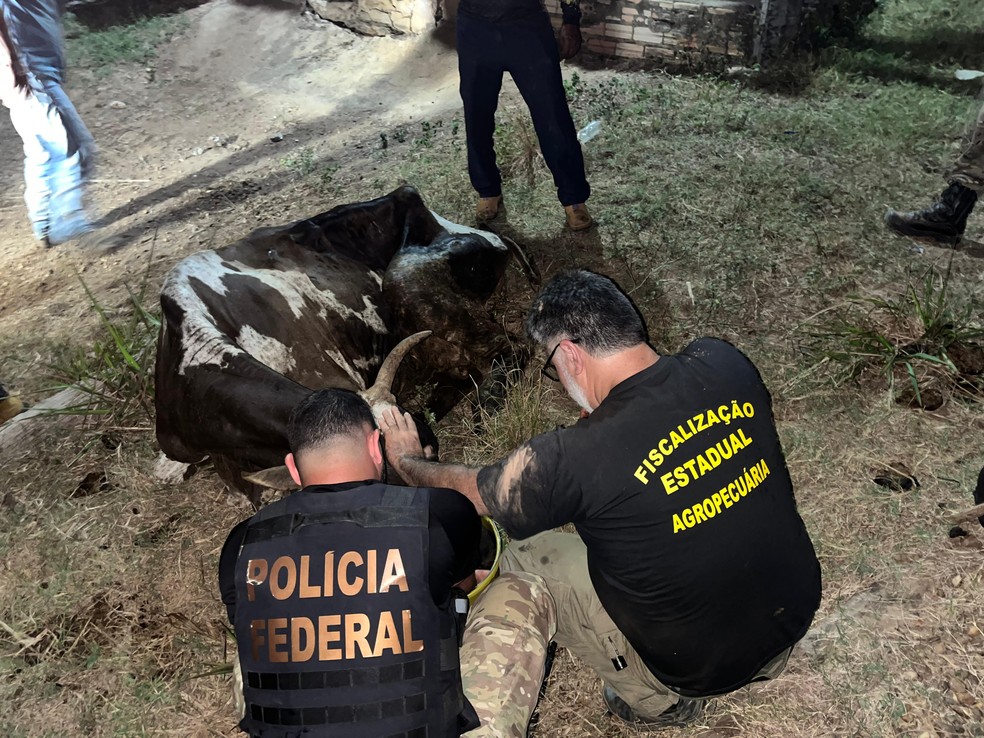 Cerca de 550 animais criados ilegalmente na TI Apyterewa foram retirados (Foto: Divulgação)