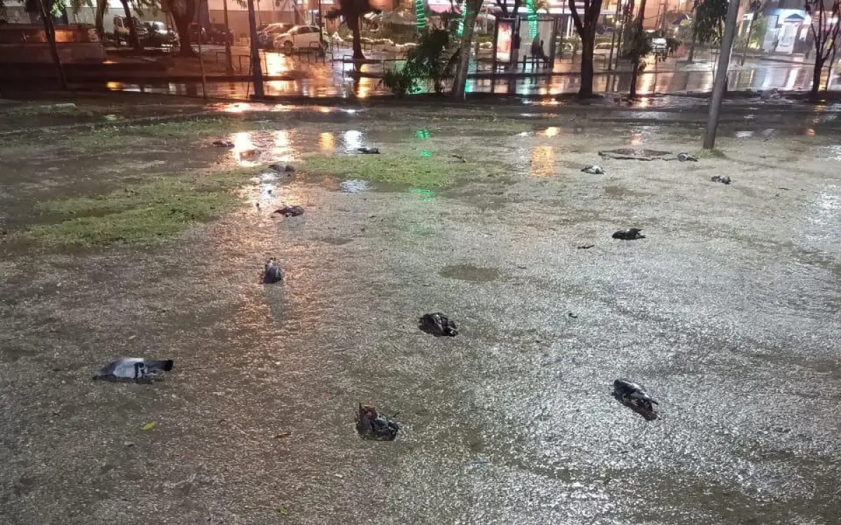 Mais de 40 pombos são encontrados mortos em área pública no Largo da Glória Pombos mortos no Largo da Glória (Foto: reprodução)