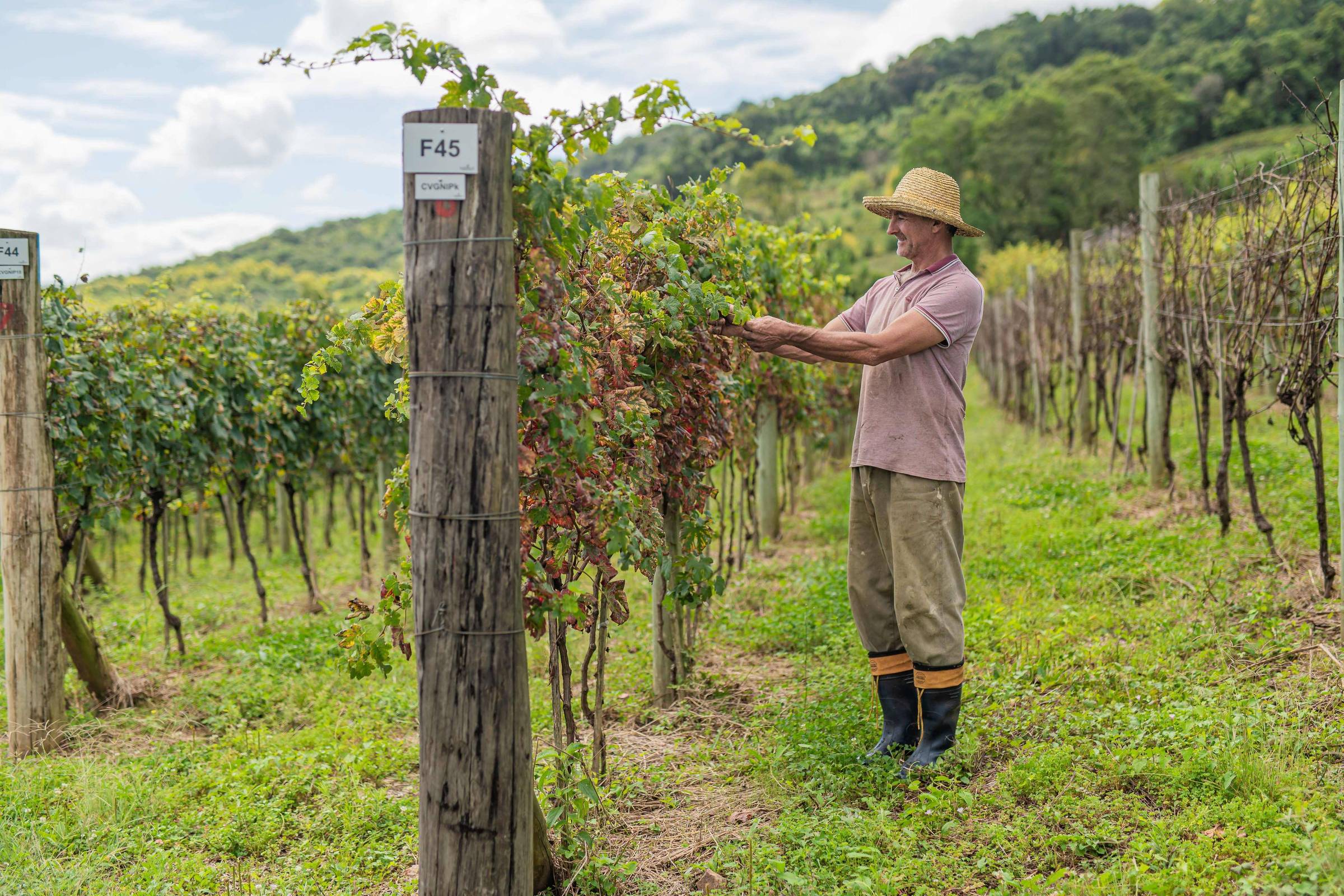 Vinícola gaúcha investe em uvas inéditas para adaptar-se às mudanças climáticas Cooperado da Garibaldi Vanderlei Berra em vinhedo experimental que fica em terra de sua propriedade em Santa Tereza (RS) (Foto: Cesar Silvestro/Divulgação)