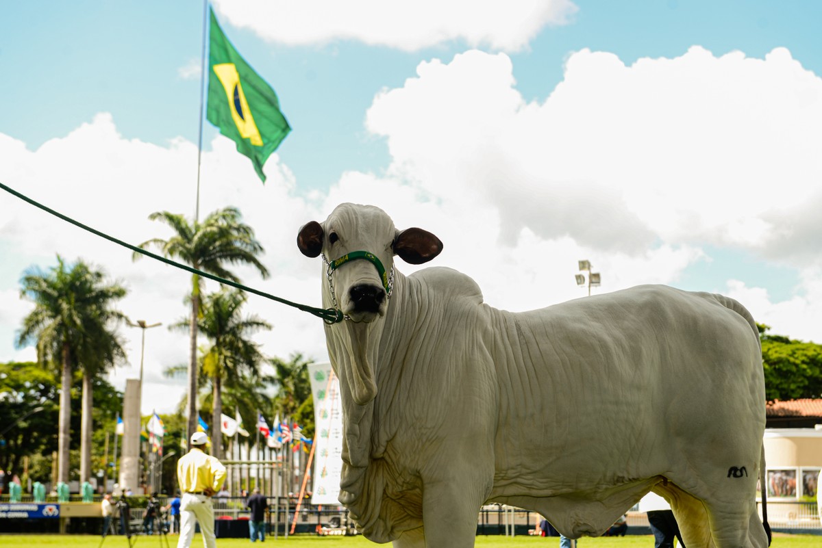 Expozebu completa 90 anos e promete recordes em leilões e público em Uberaba