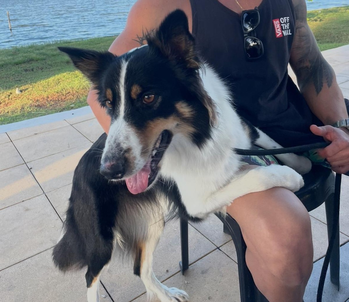 Policial civil dispara contra PM que tentava resgatar cadela ameaçada de morte Após a briga, a border collie Bella está desaparecida (Foto: Reprodução)