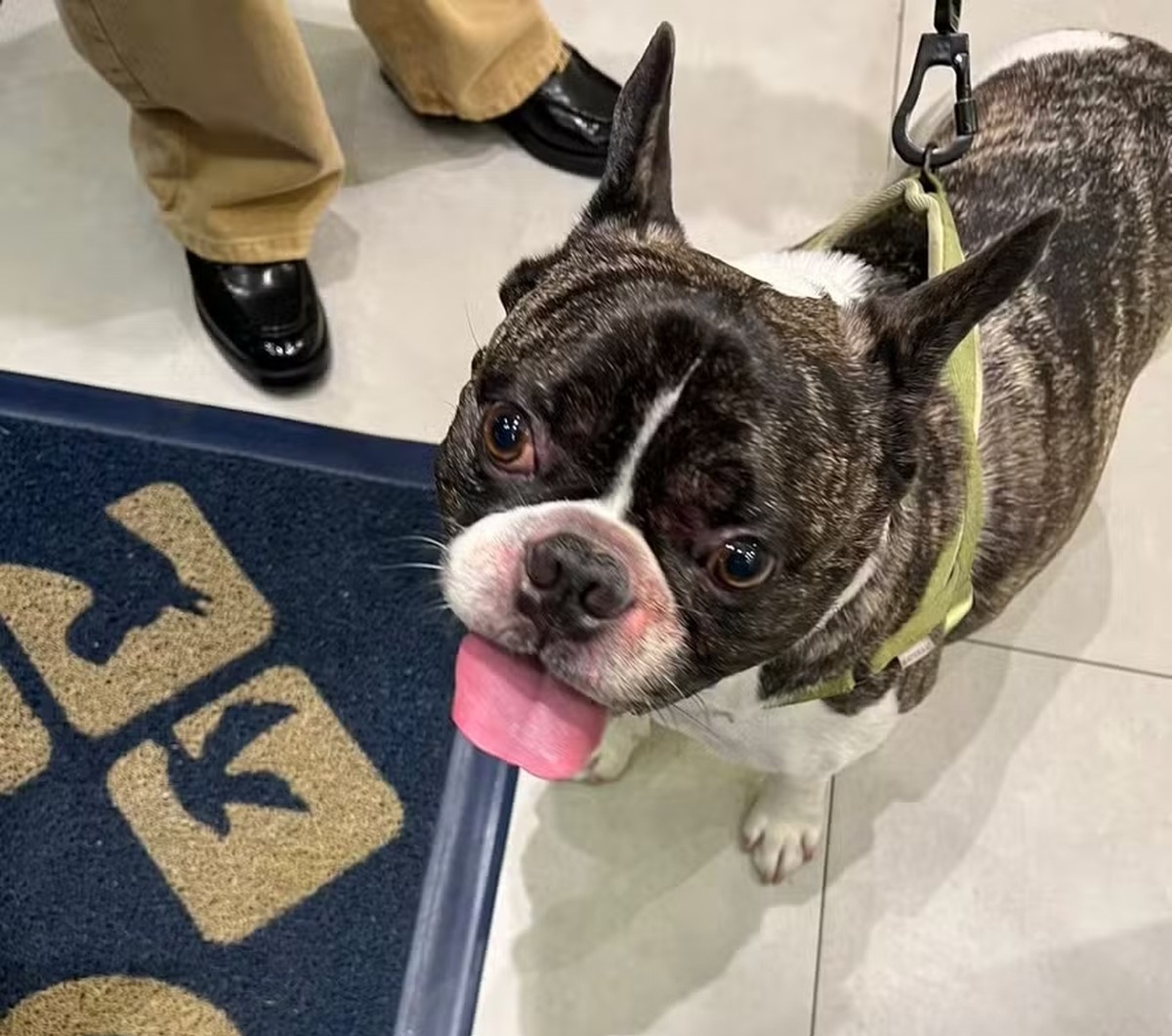 Cão é esquecido em secadora de pet shop e passa por situação extrema na Barra O buldogue Barthô, de 7 anos, esquecido em uma máquina secadora na petshop (Foto: Divulgação)