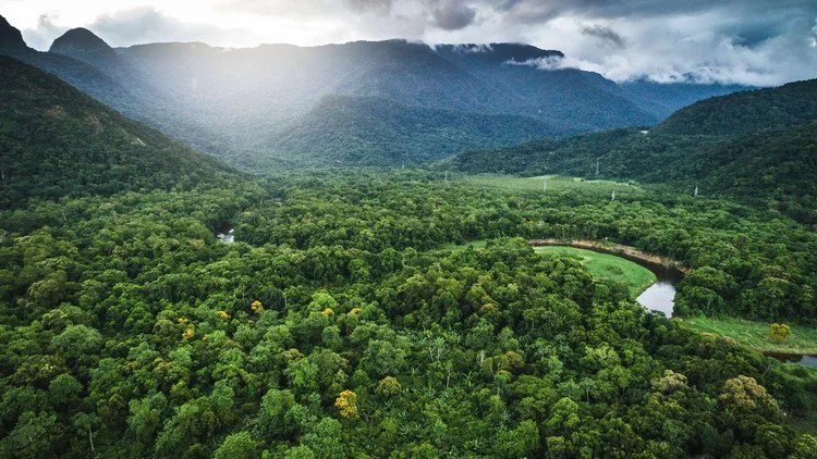 Nestlé e Re.green plantam 3,3 milhões de árvores nativas na Mata Atlântica O projeto de restauração será conduzido por meio de um processo técnico-científico e seguirá até 2050 (Foto: Bússola / Divulgação)