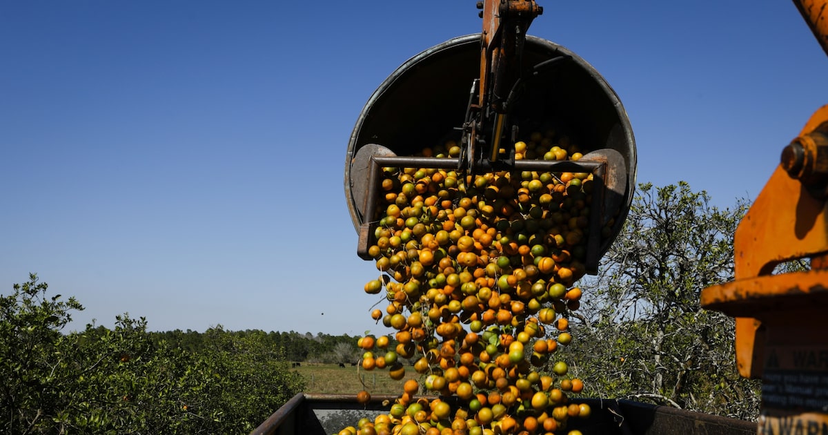 Tarifas dos EUA impedem crescimento de novo polo de laranja no Nordeste brasileiro Sergipe e Bahia foram responsáveis por cerca de 6% da produção brasileira na safra de 2023/24, de acordo com o IBGE. (Foto: Eva Marie Uzcategui/ Bloomberg)