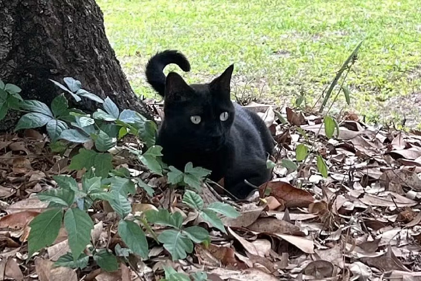 Gato cientista contribui para a descoberta de dois vírus perigosos Pepper: o gato cientista que ajudou a identificar uma nova cepa de orthoreovirus (Foto: John Lednicky./Divulgação)