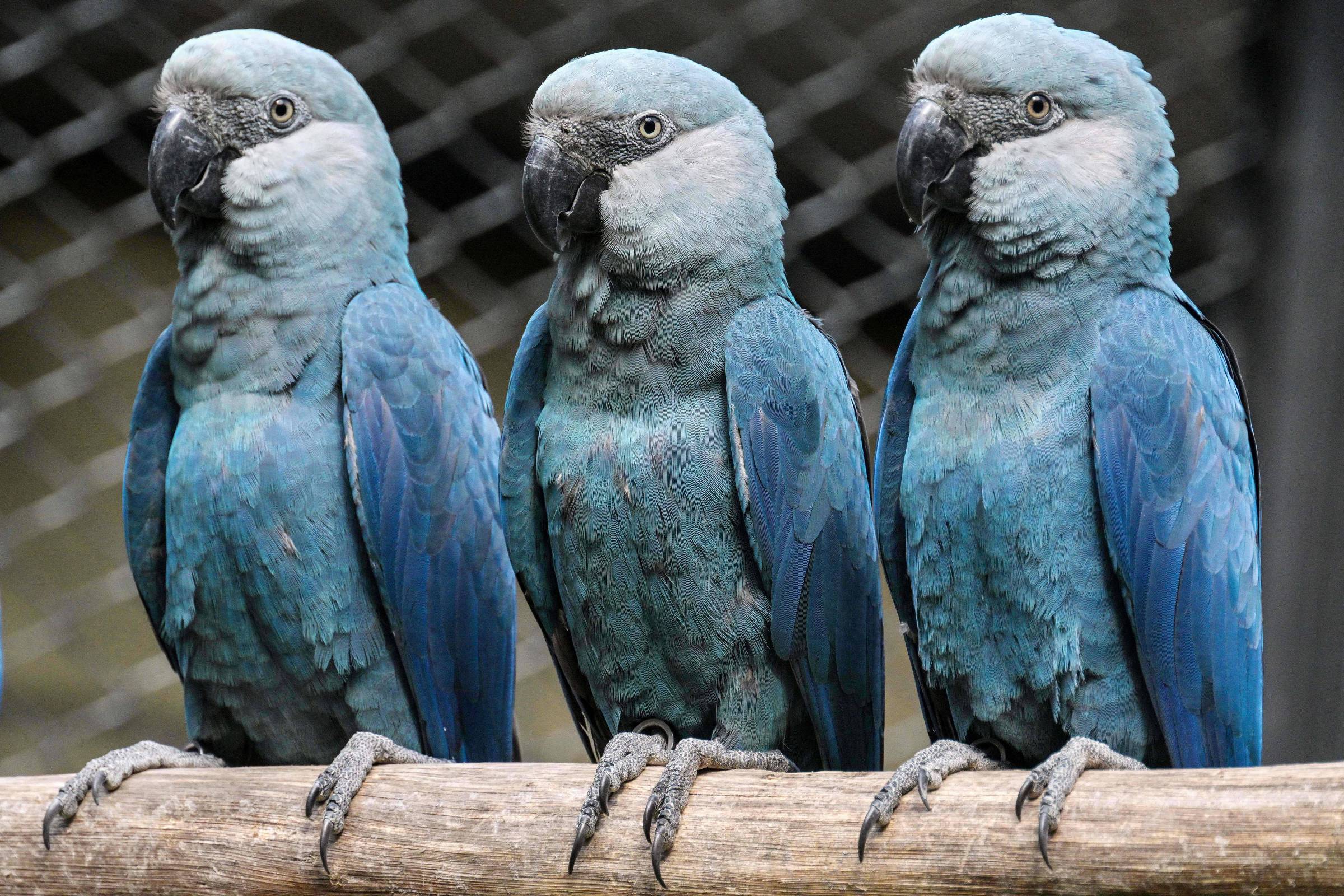 Vírus mortal afeta ave rara e ameaça biodiversidade na Bahia Ararinhas-azuis são vistas no Zoológico de São Paulo, um dos poucos lugares onde a ave, uma das mais raras do mundo, está em cativeiro (Foto: Nelson Almeida - 3.mai.24/AFP)