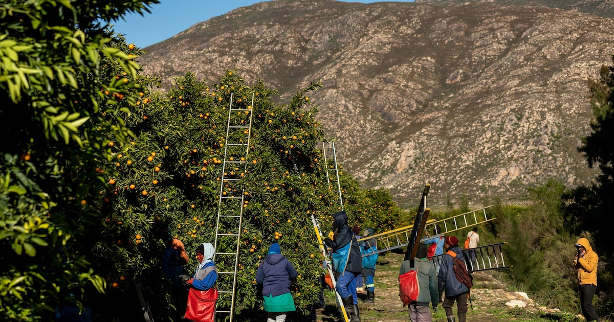 Agricultores da África do Sul intensificam exportações de cítricos para os EUA A África do Sul já solicitou que os EUA reduzam sua tarifa recíproca para a linha de base de 10%. (Foto: MUJAHID SAFODIEN)