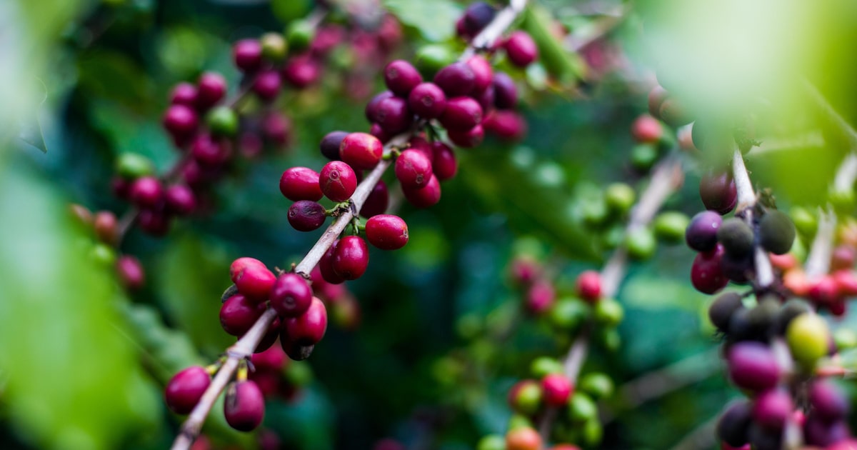 Conselho de exportadores luta para incluir café em exceções ao tarifaço de Trump Entidade de exportadores de café diz que seguirá em tratativas com seus pares nos EUA para que o produto integre a lista de exceções ao tarifaço (Foto: Tiago Queiroz/Tiago Queiroz/Estadão)