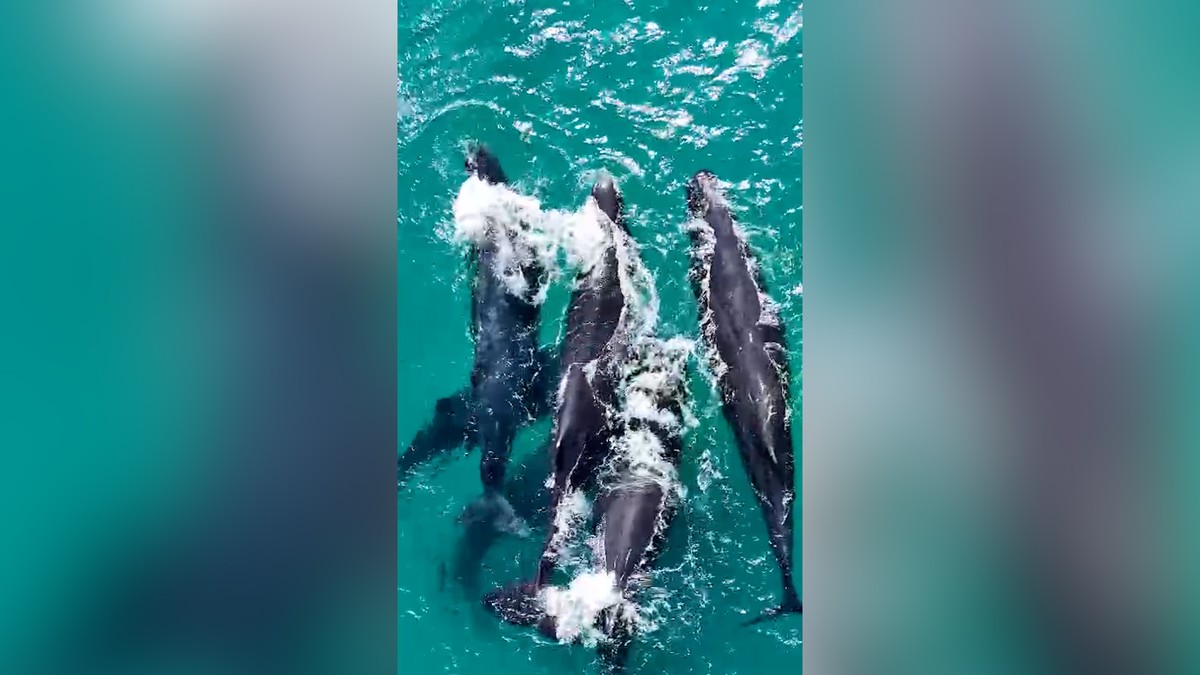 Grupo de 15 baleias é avistado próximo à praia de Arraial do Cabo A aparição das baleias chamou atenção em Arraial do Cabo (Foto: Reprodução)