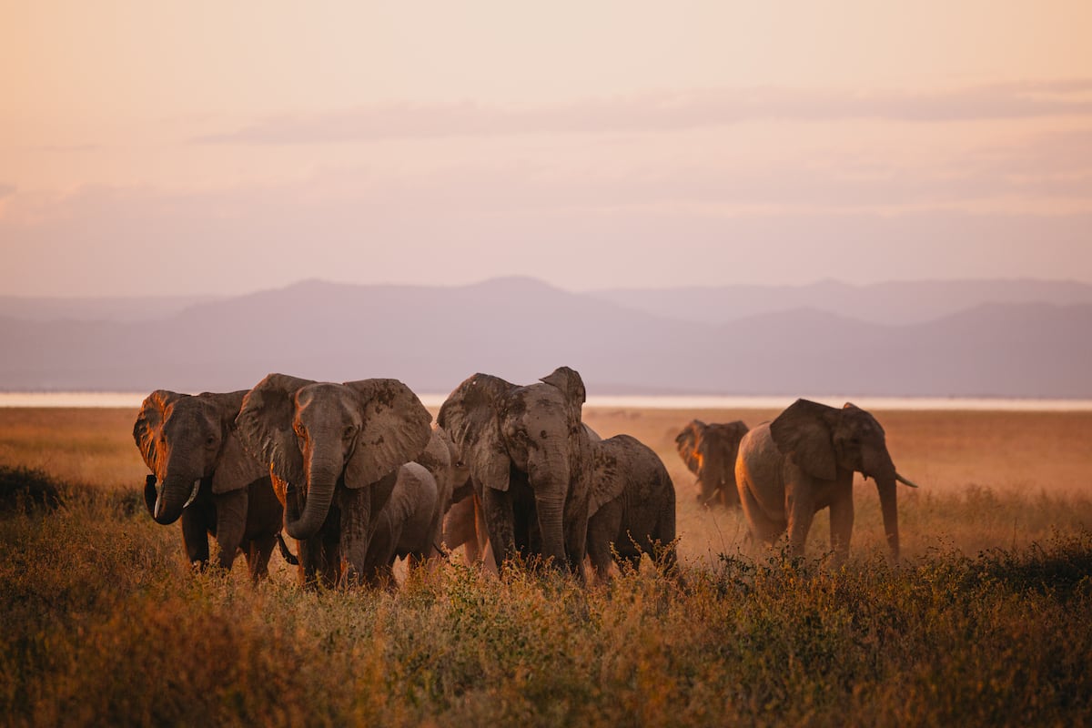 Crescem conflitos entre elefantes e humanos em Zimbábue por pressão demográfica e clima Uma manada de elefantes na llanura aluvial de Sengwa, perto da reserva Songo Conservancy de Akashinga, no lago Kariba. (Foto: Davina Jogi)