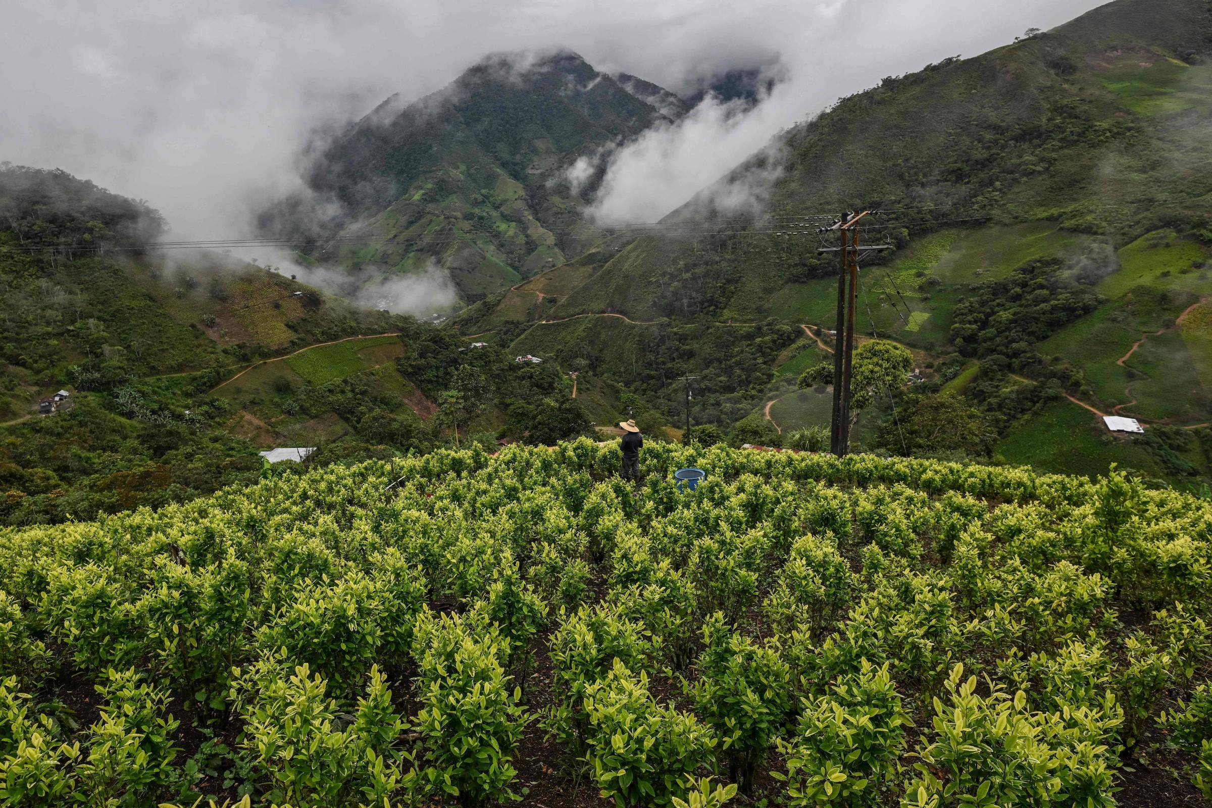 Cresce o cultivo de cocaína na Colômbia e mercado global atinge recordes históricos Agricultor caminha por uma plantação de folhas de coca no município de Argélia, na Colômbia (Foto: Joaquín Sarmiento - 5.mai.2025/AFP)