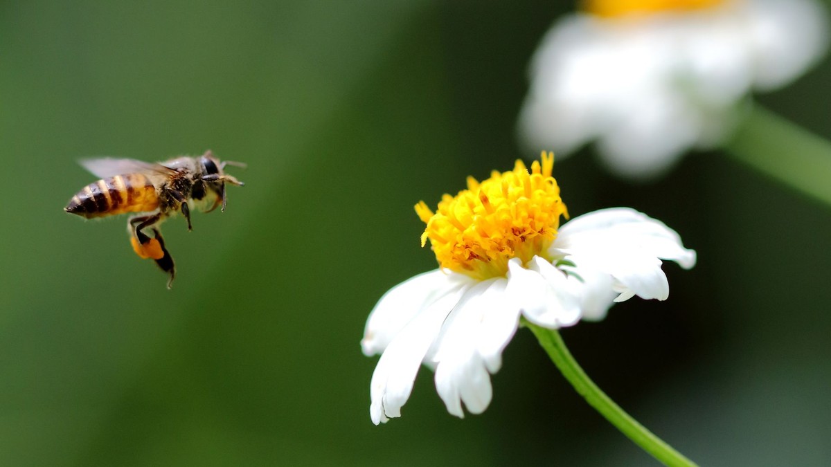 Entenda como uma abelha brasileira pode ajudar no combate à dengue (Foto: Canva/Creative Commons)