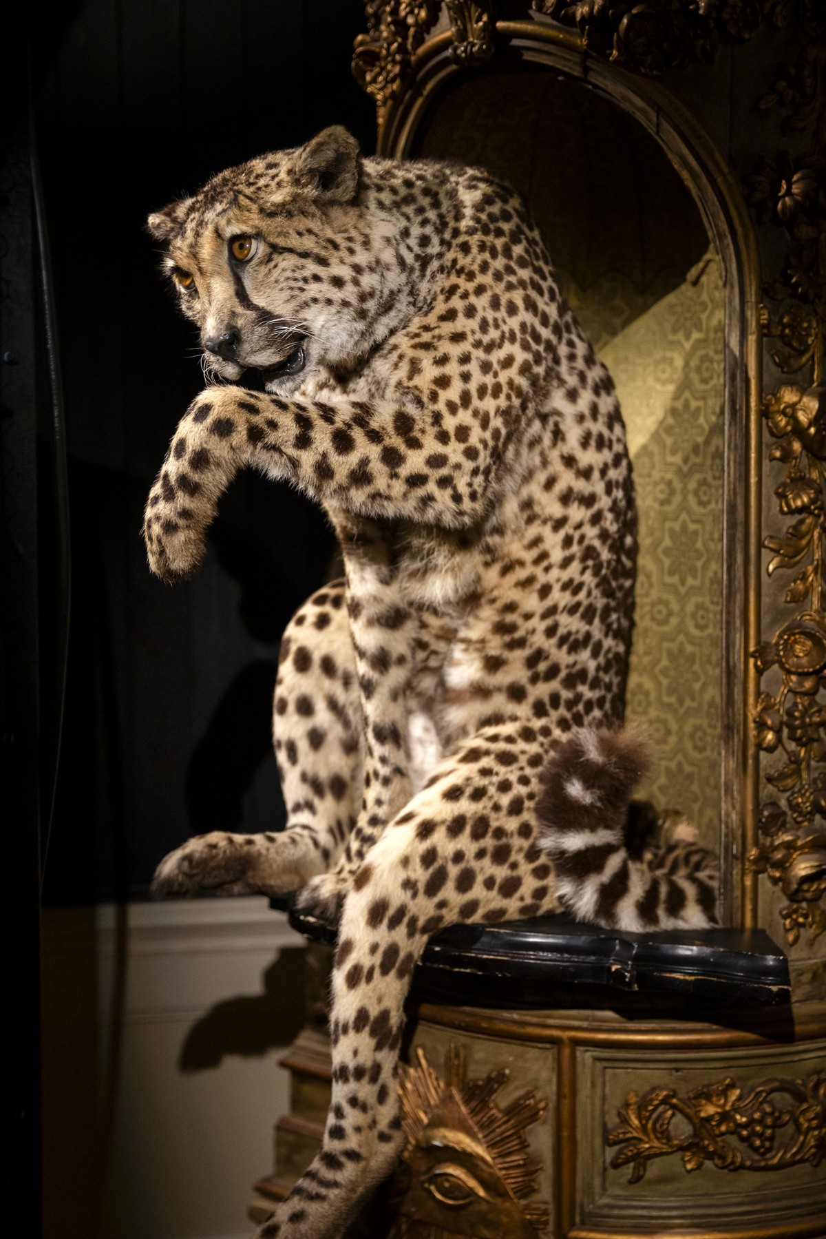 Museu em Amsterdã exibe arte e taxidermia de animais exóticos empalhados Guepardo exposto no Art Zoo, em Amsterdã (Foto: Ilvy Njiokiktjien/The New York Times)