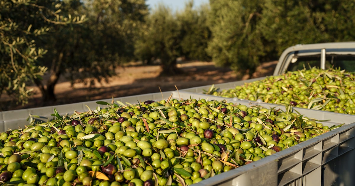 Azeite deve manter preços altos, afirma produtor global em análise do mercado A produção de azeite tem se normalizado na Europa, mas a queda já verificada na região não deve chegar ao Brasil (Foto: Konstantinos Tsakalidis/Bloomberg)