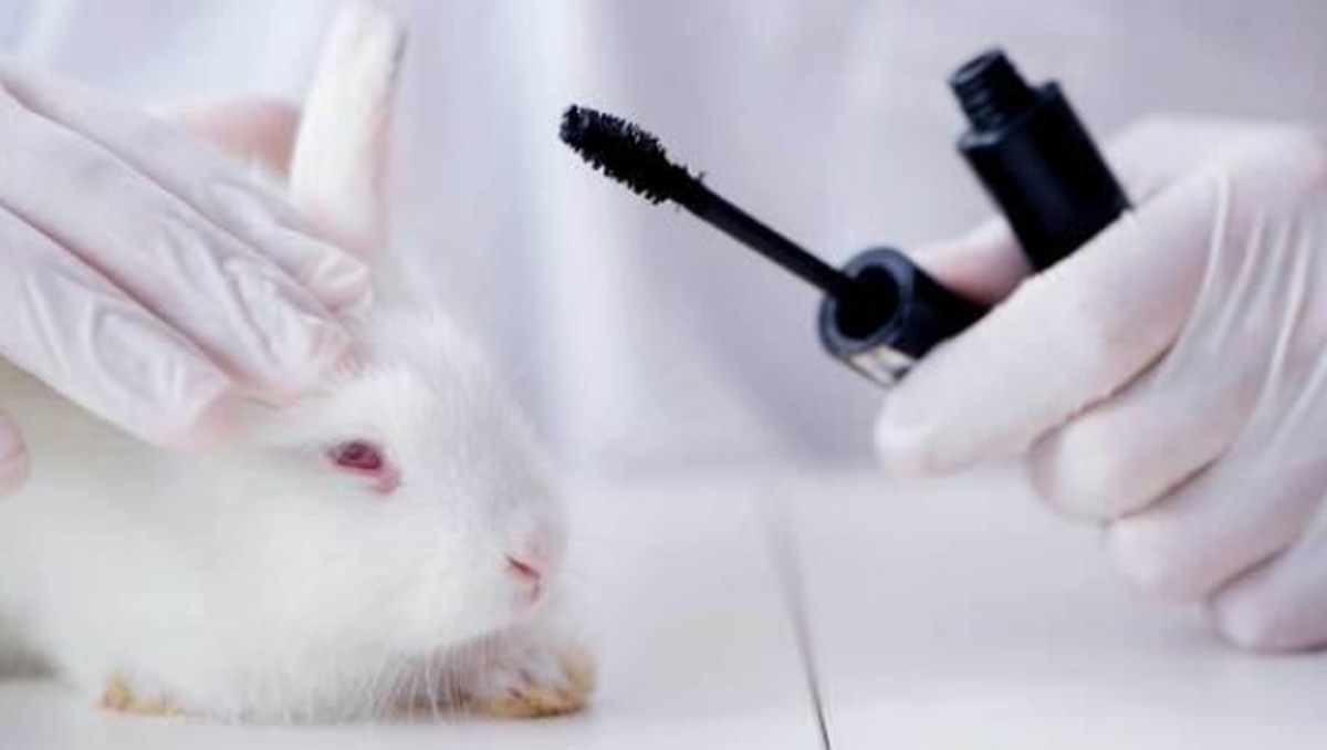Brasil avança na proteção animal e pode banir testes cosméticos em animais Uso de animais para testes de cosméticos pode ser proibido (Foto: Reprodução)