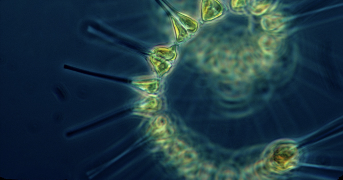 Analgésicos comuns comprometem a cadeia alimentar marinha, revela estudo Comunidade de os menores tipos de alga em cor esverdeada. Ele é encontrado em todos os tipos de ambientes aquáticos, desde oceanos a rios e lagos (Foto: USP Imagens)
