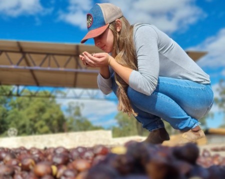 Luiza Braga aprecia o aroma de grãos de café Arara durante secagem após fermentação anaeróbica. Método incrementou a qualidade de grãos imaturos (Foto: Grupo da Semente à Xícara/arquivo)