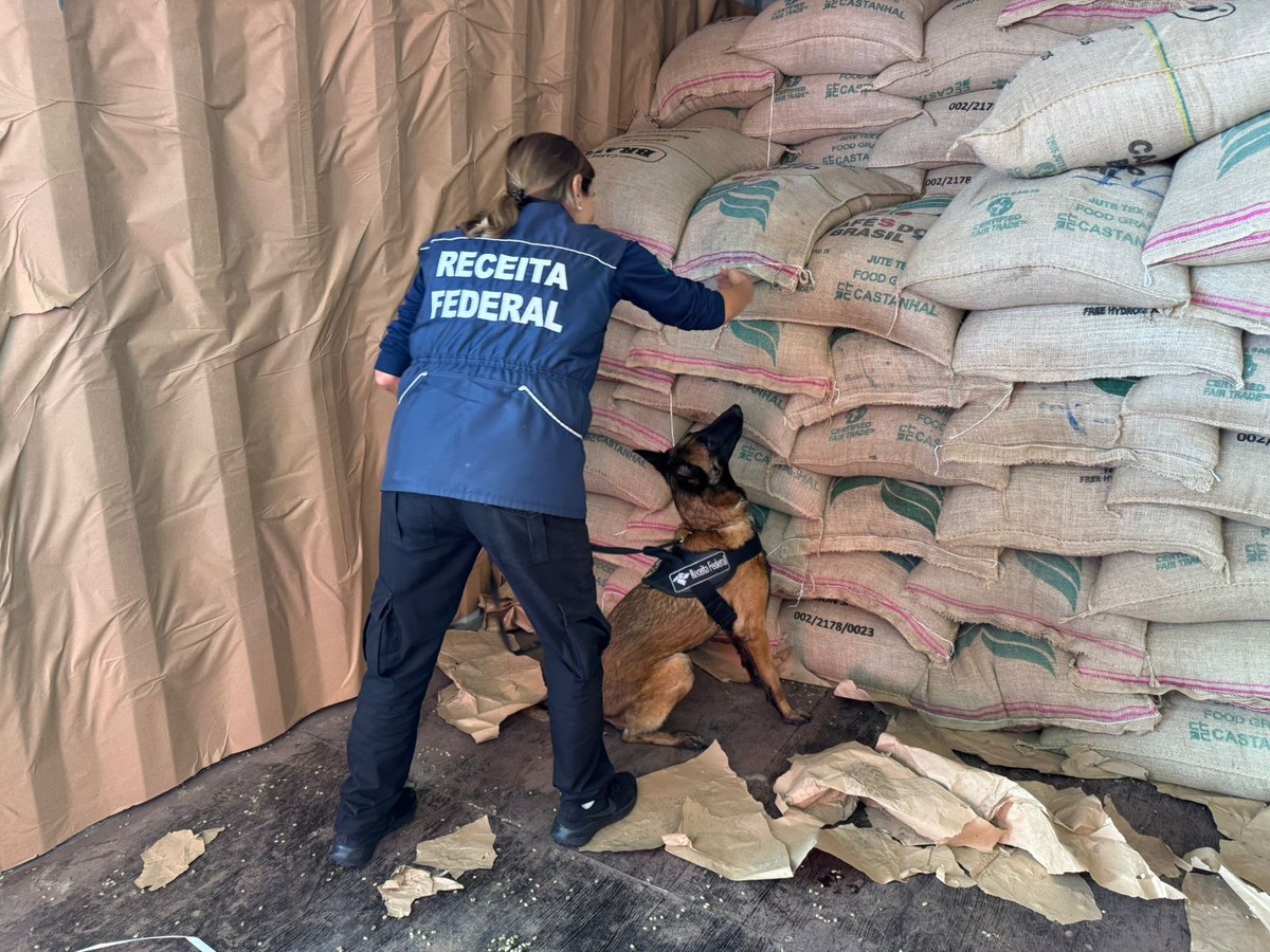 Cães ajudaram na localização da droga (Foto: Divulgação)
