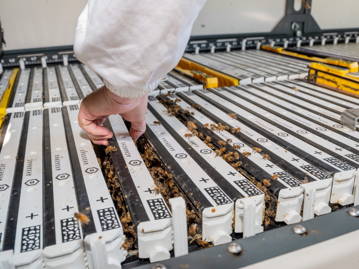 Inteligência artificial substitui colônias de abelhas em tarefas essenciais Uma colmeia contém até 15 quadros dentro do BeeHome — Foto: Kelsey McClellan/Bloomberg