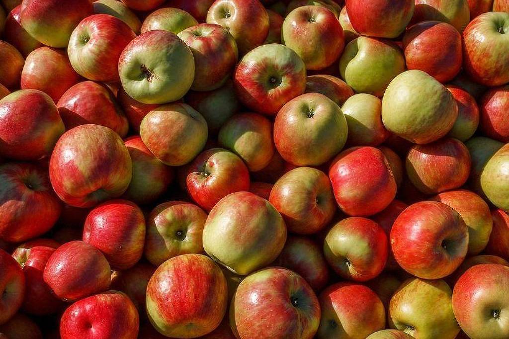 Comer maçã diariamente traz benefícios reais para a saúde, aponta estudo recente Passamos a vida ouvindo que 'uma maçã por dia mantém o médico longe', mas será que a fruta realmente traz benefícios fora do comum para a nossa saúde? (Foto: Getty Images via BBC)