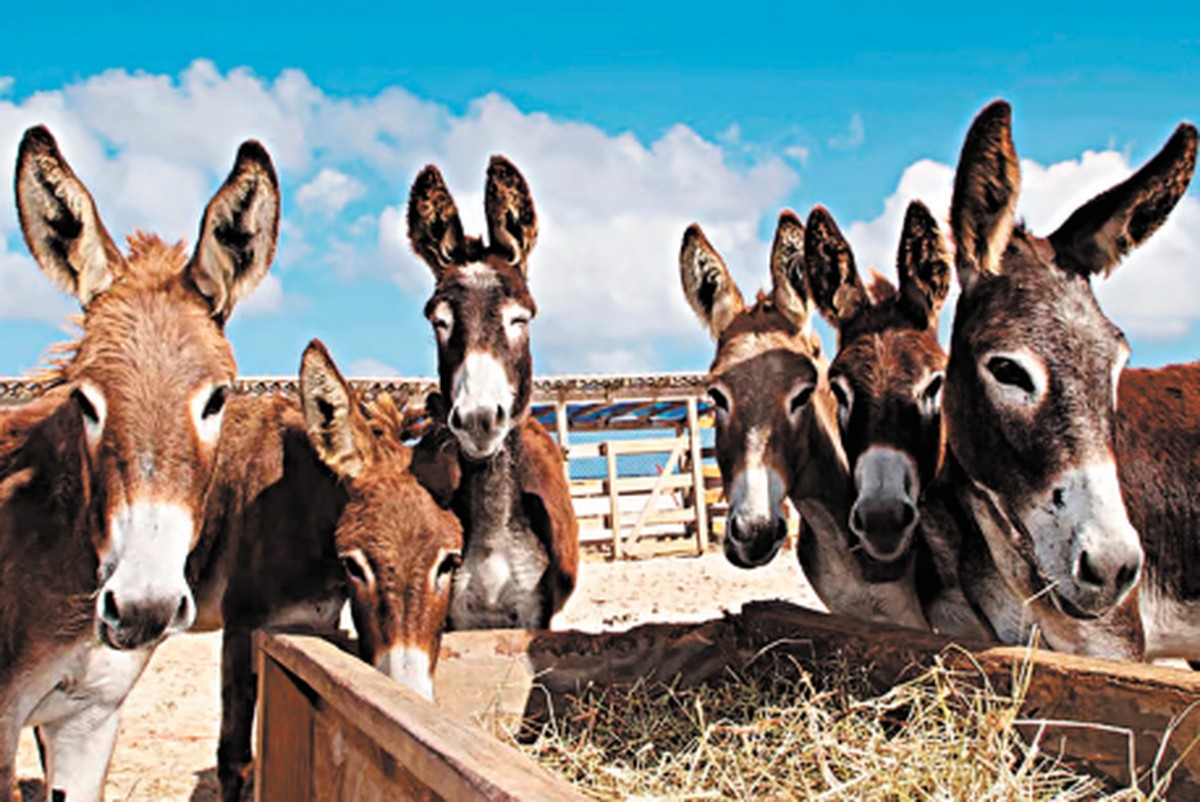 Jumentos enfrentam risco de extinção com queda para apenas 78 mil no Brasil Mercado envolvendo jumentos movimenta 6,4 bilhões de dólares — Foto: Divulgação/Proteção Animal Mundial