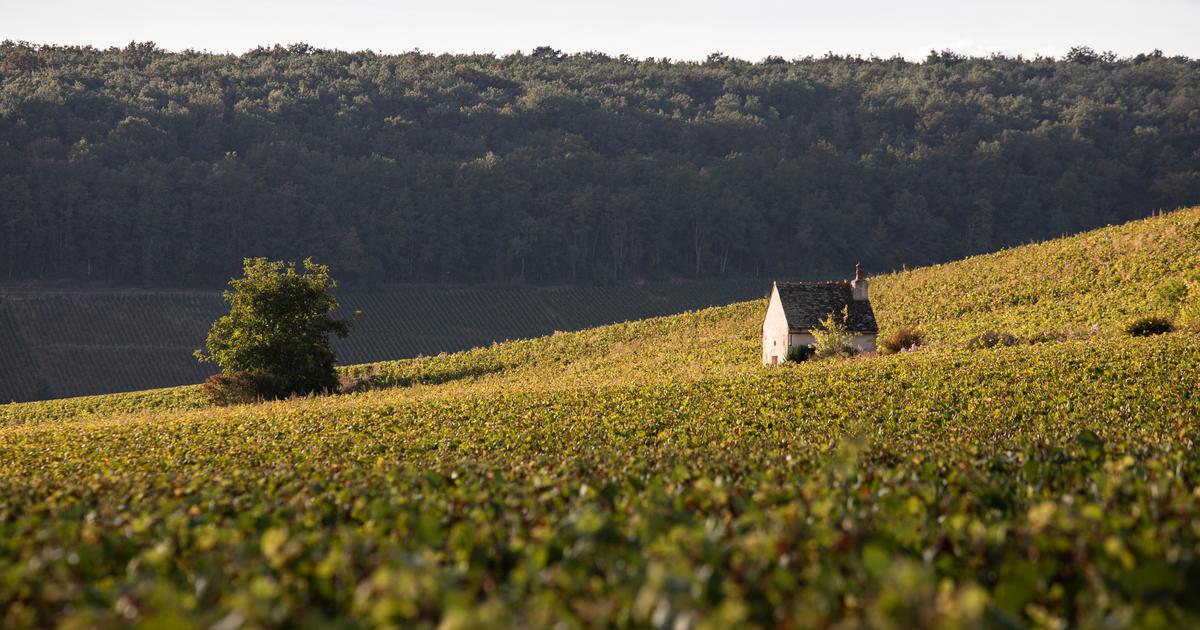 Vignobles à Aloxe-Corton, en Bourgogne, région qui ne connaît pas la crise. (Foto: Reprodução)
