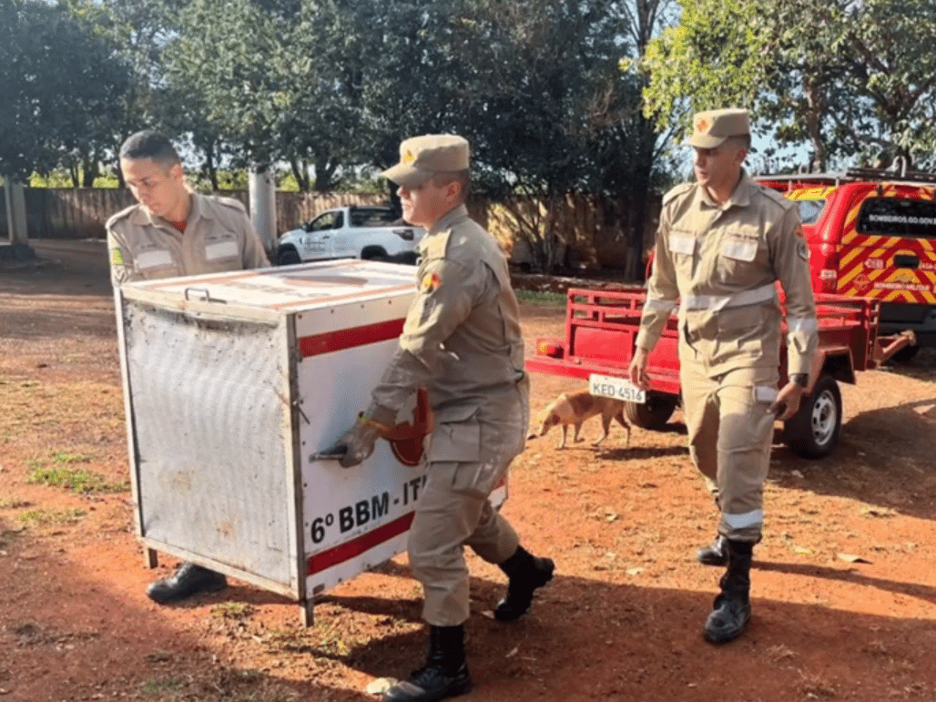 Criança é morta por pitbull durante ataque em residência em Goiás Bombeiros atuaram para conter e capturar o animal após o ataque (Foto: Reprodução/TV Anhanguera)