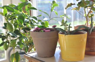 Cultivar limoeiros em casa: dicas valiosas de especialistas para o sucesso Foto: Reprodução