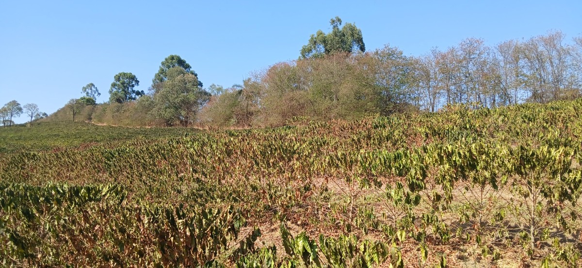 Café tem alta nos EUA e mercado teme novos aumentos com tarifas sobre o Brasil Plantação de Café (Foto: Hilton Antônio Dornela / Sindicato dos Produtores Rurais de Campos Altos)