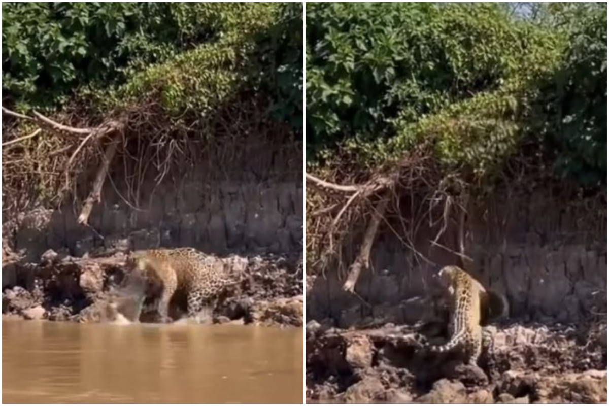 Sucuri cai de árvore e é atacada por onça-pintada em vídeo impressionante no Pantanal Onça-pintada e sucuri travam confronto no Pantanal, e vídeo viraliza nas redes — Foto: Reprodução / Instagram