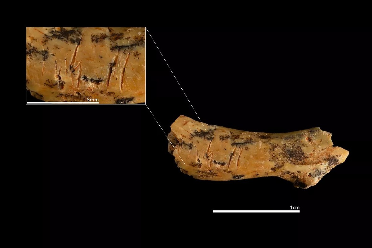 Cientistas revelam que espécie humana antiga praticava canibalismo infantil há 850 mil anos Marcas de corte na vértebra cervical de uma criança (Foto: Reprodução/IPHES-CERCA)